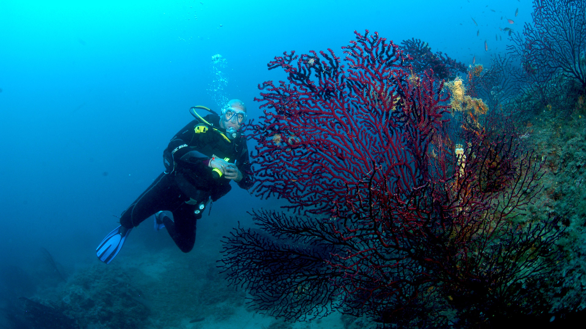 Diving Elba Island - Spiro Sub Dive Center - Marina Di Campo